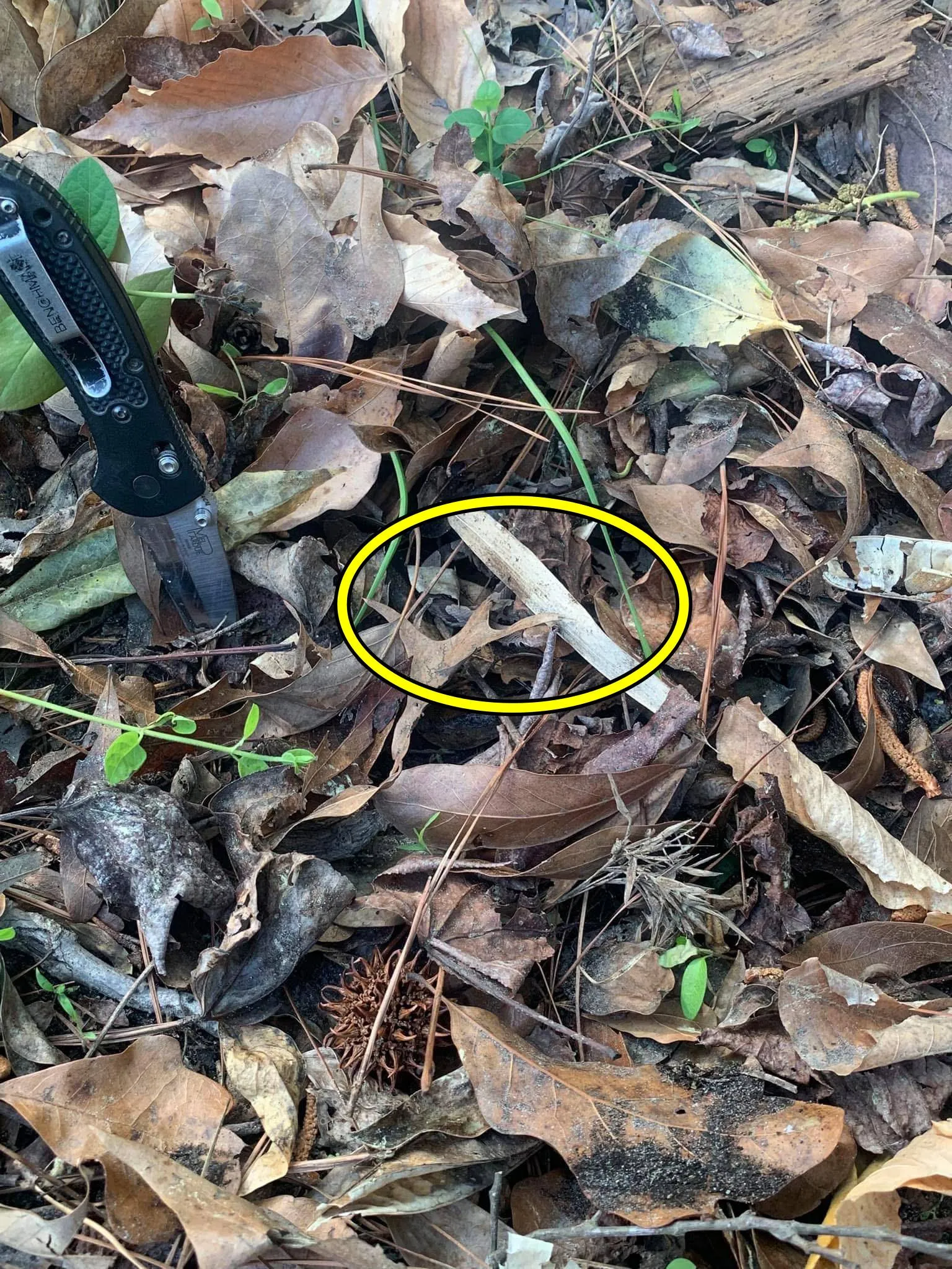 Snake