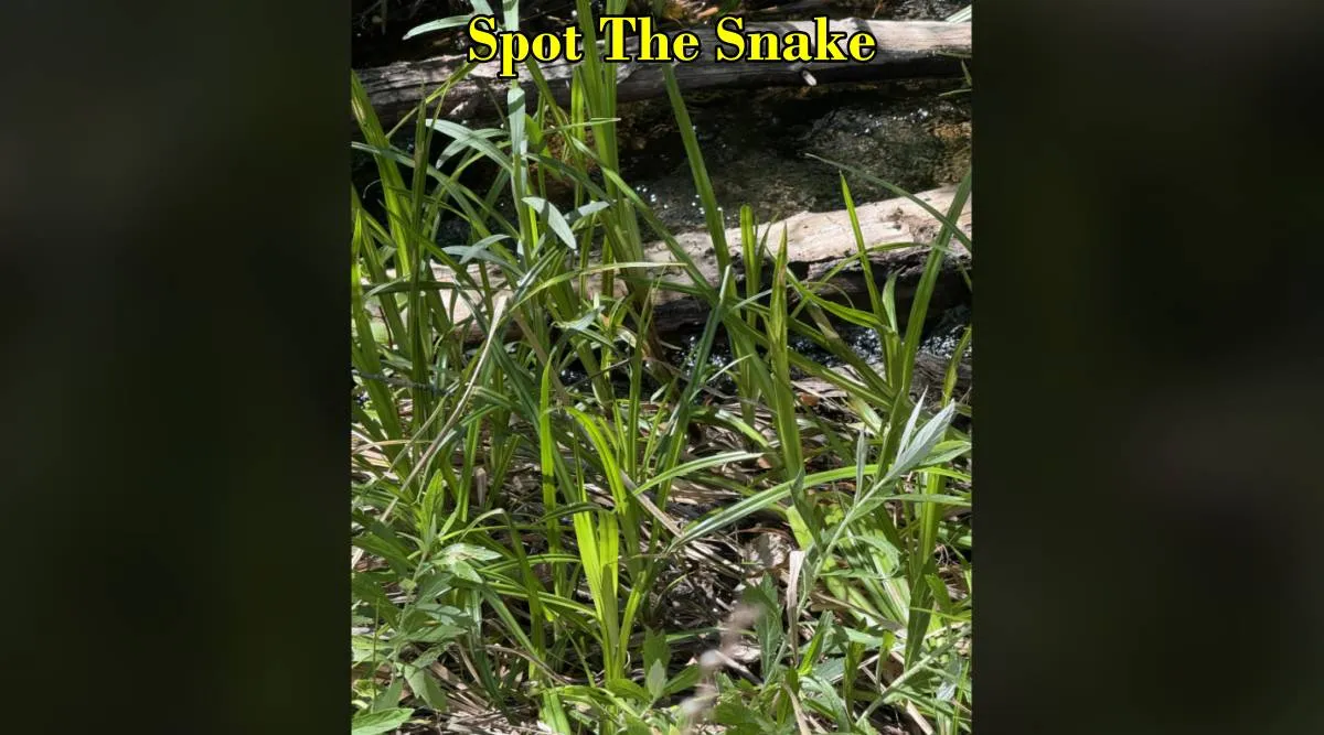 snake