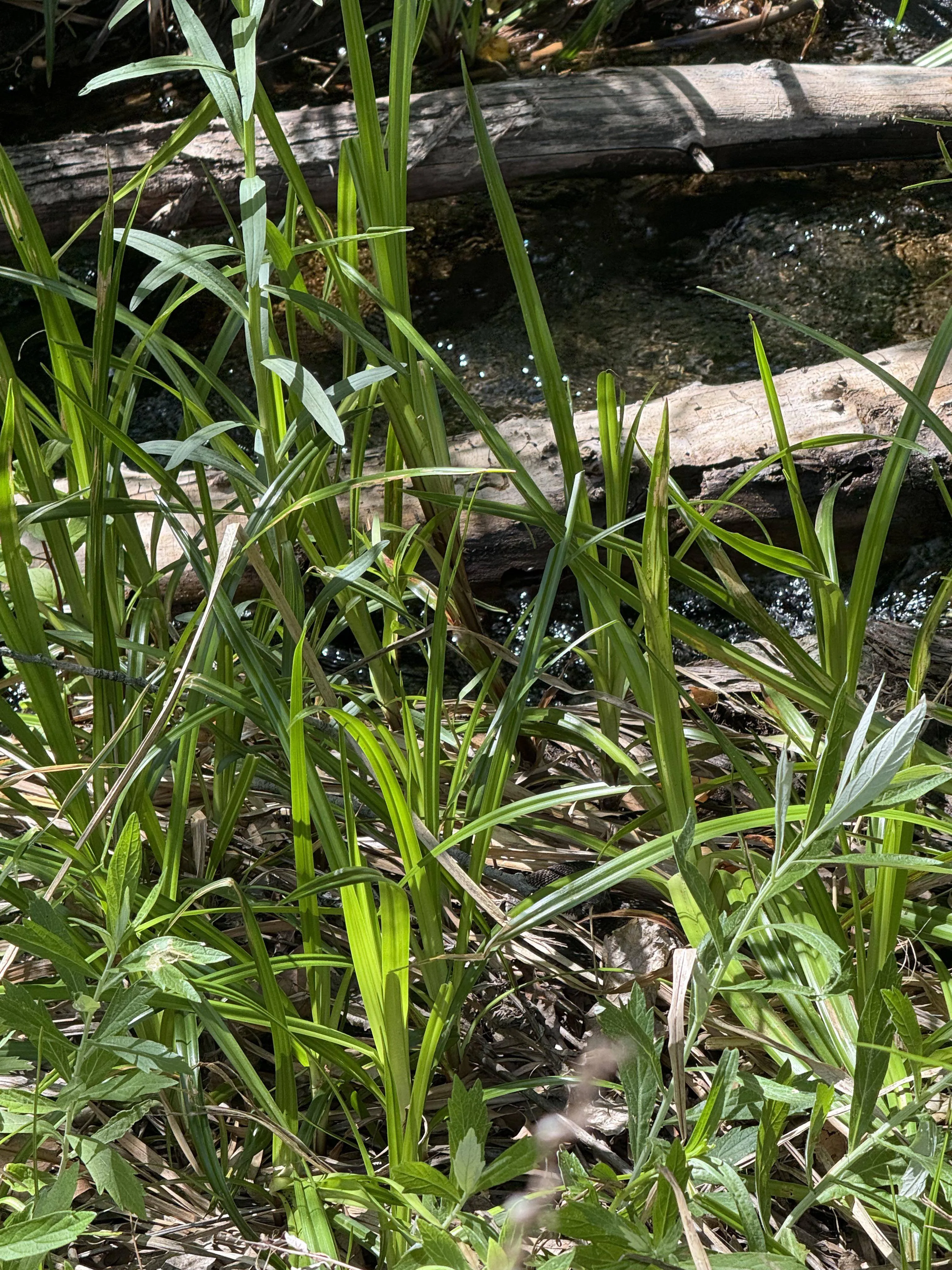 snake
