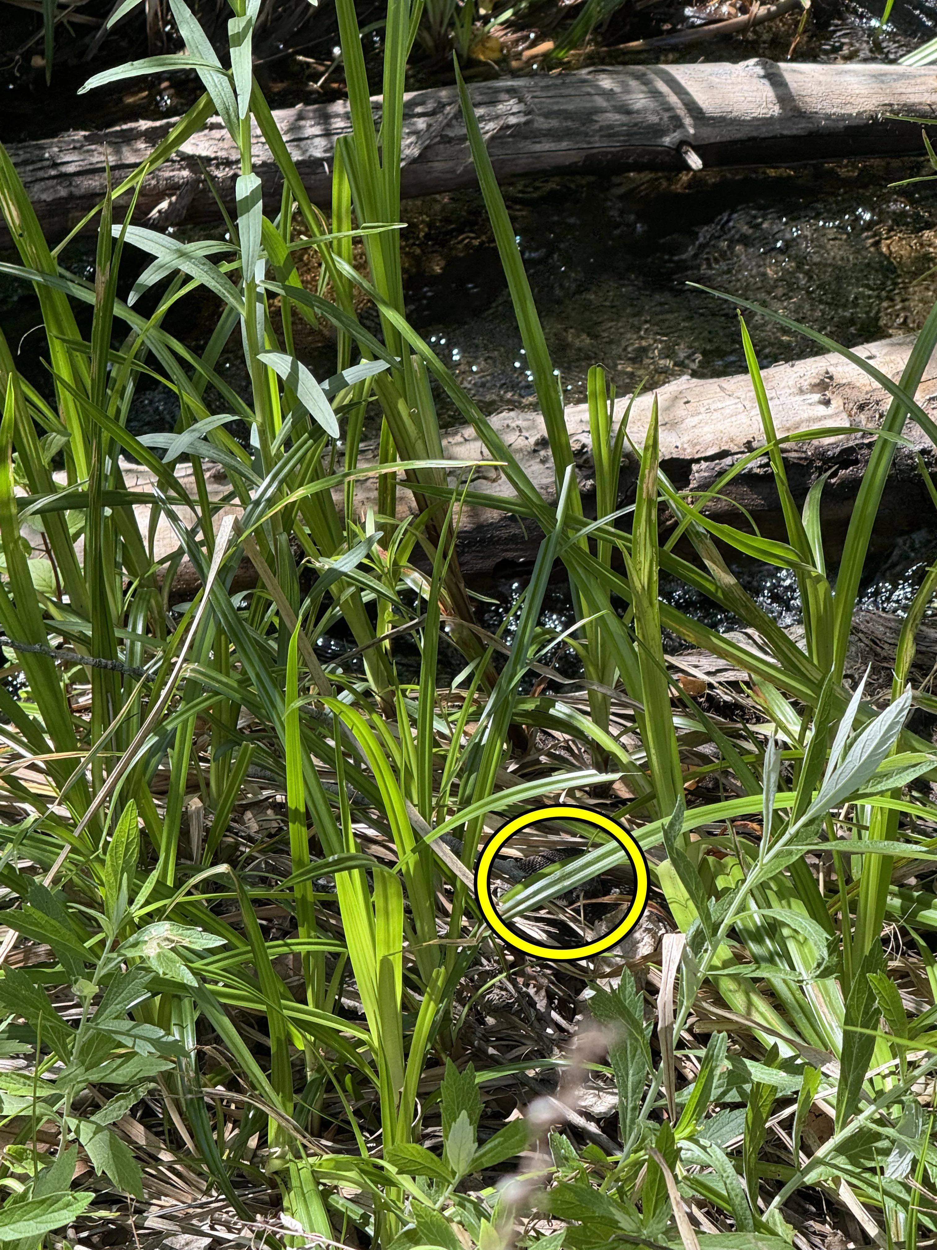 snake