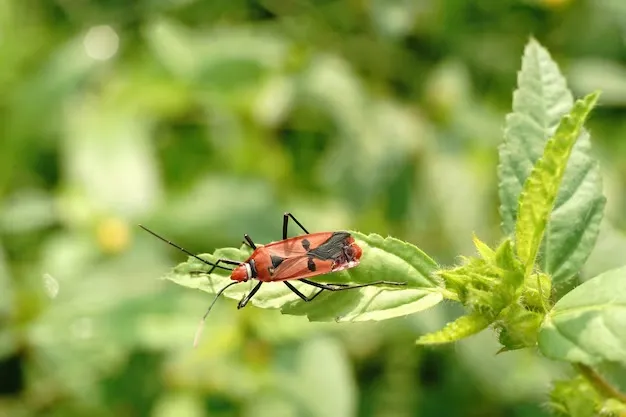 Garden sugar insect