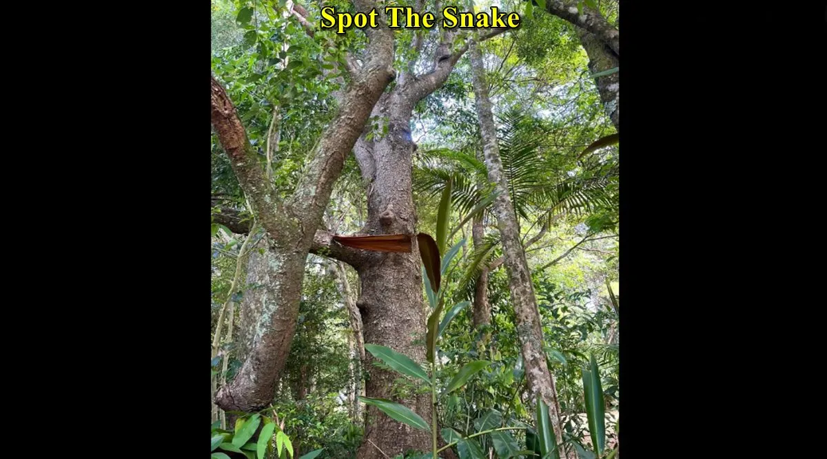 Snake climbing Tree 1