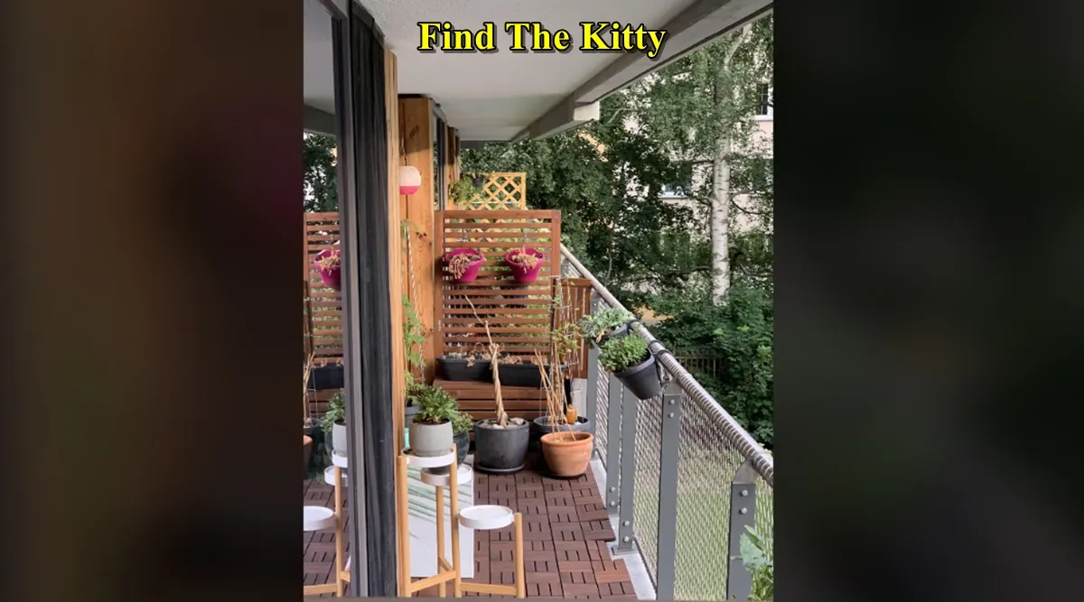 find the kitty 1