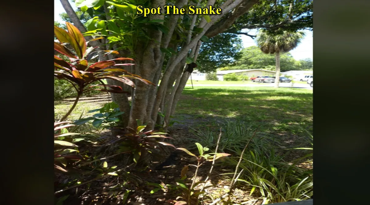 Tree Snake 1