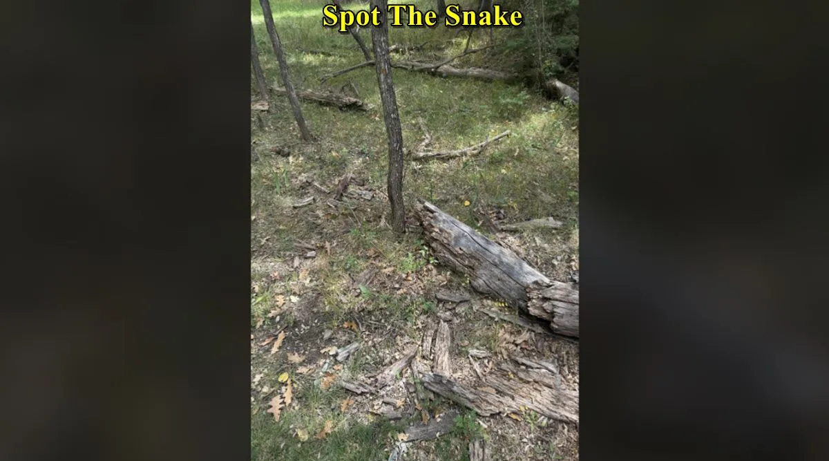 snake bald tree 1