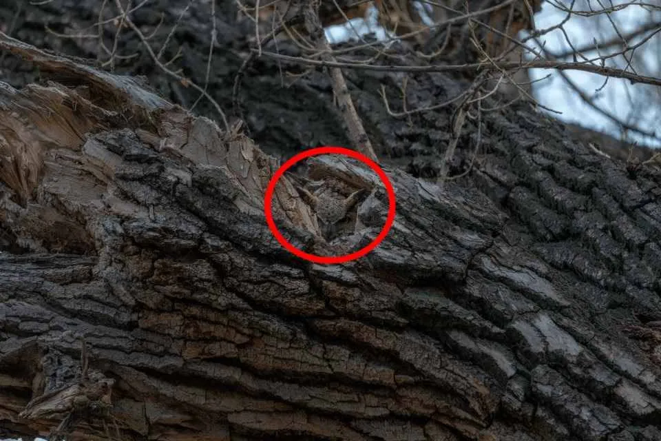 Spot The Owl III