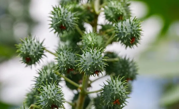 Castor plant 