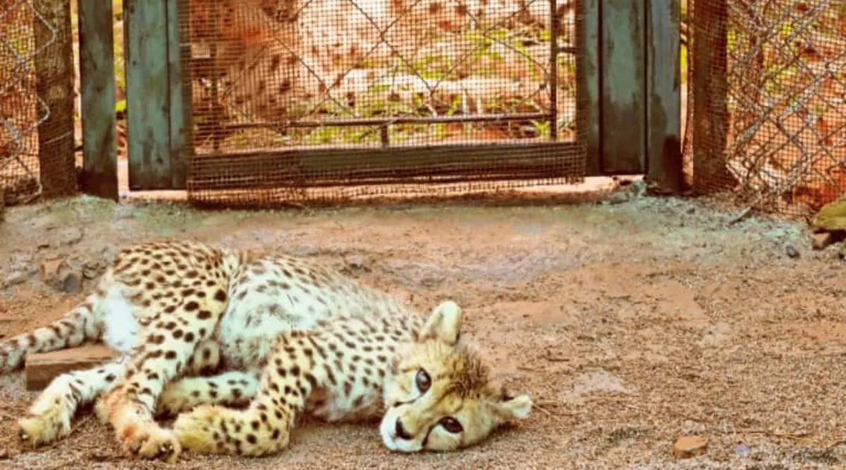 The cub and his mother Jwala (in the backdrop).jpg