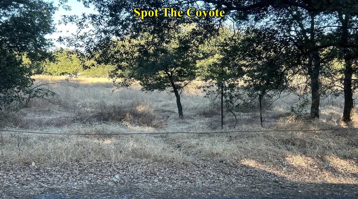 spot coyote