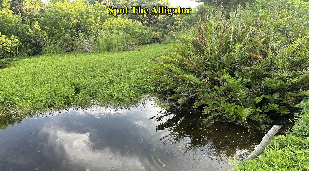 Alligator find 1