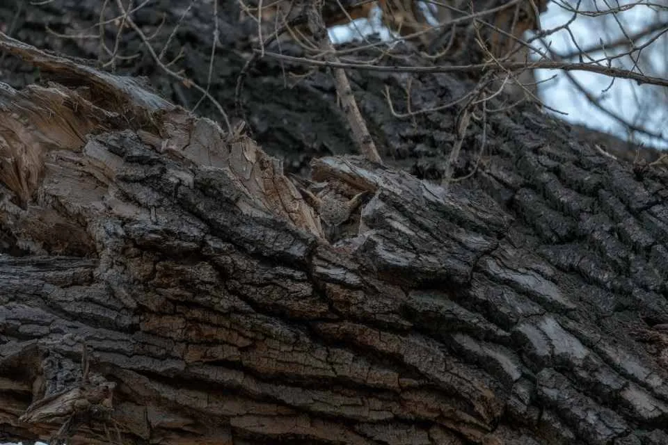 Spot The Owl II