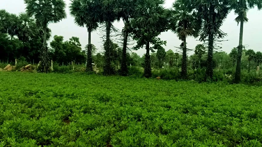 Snake in groundnut field