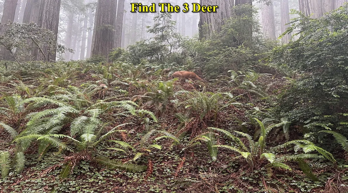 find deer