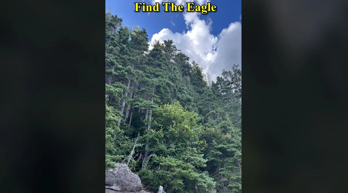 find eagle 3