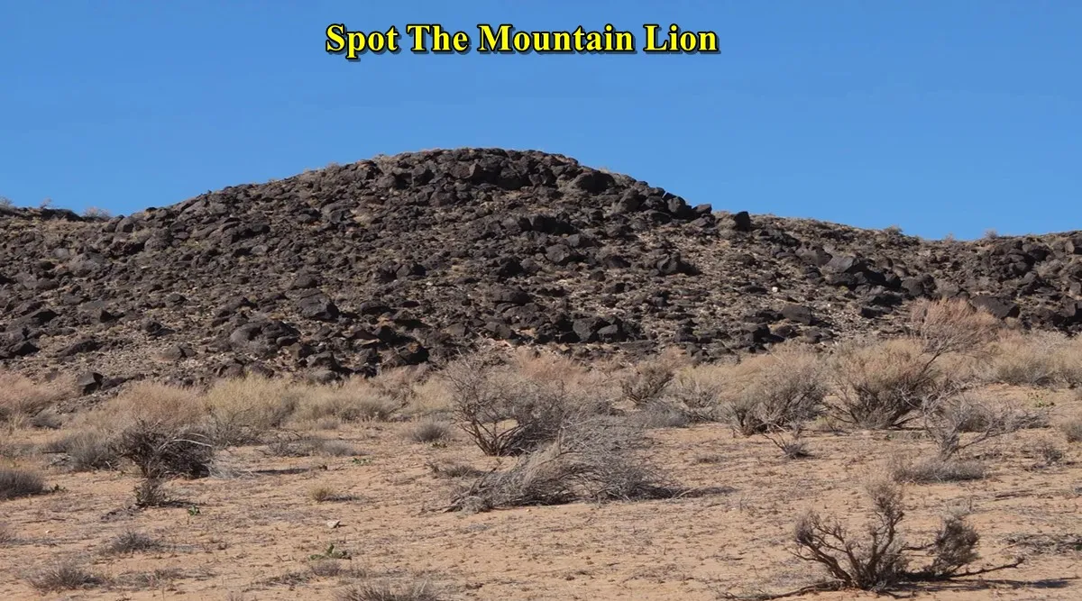 find mountain lion