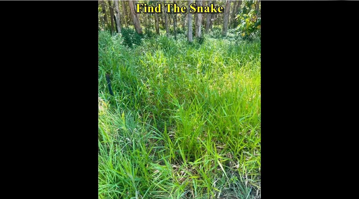 find snake grass 3