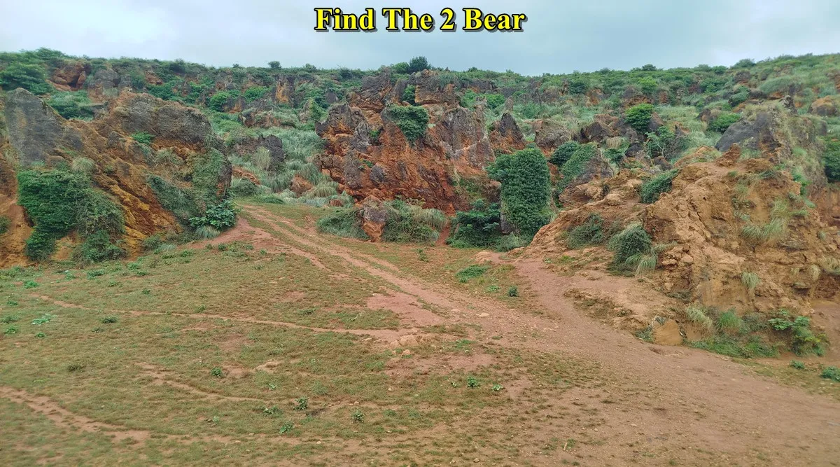 Find The Bear 