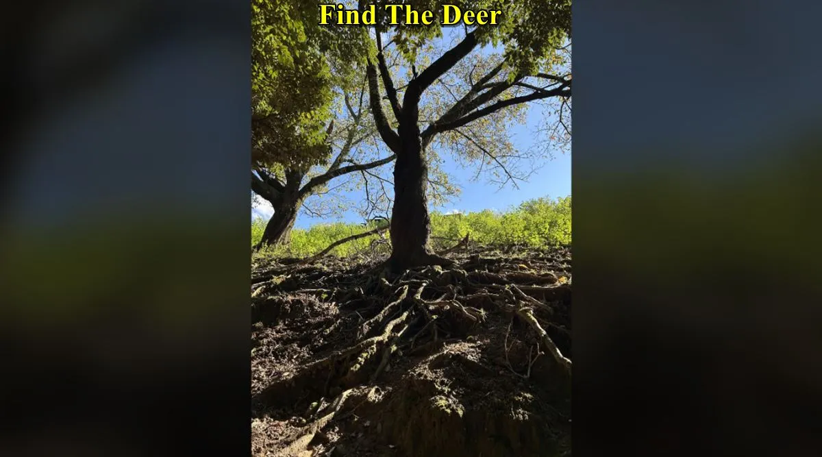 Find The Deer 3