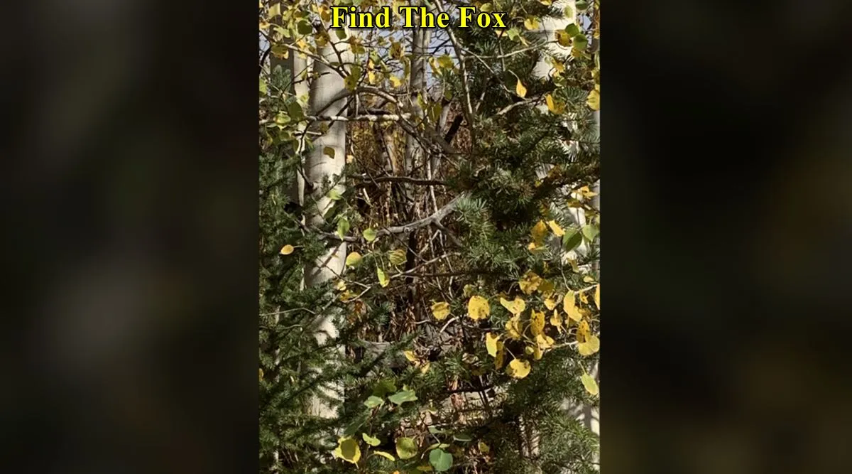 find the fox 3