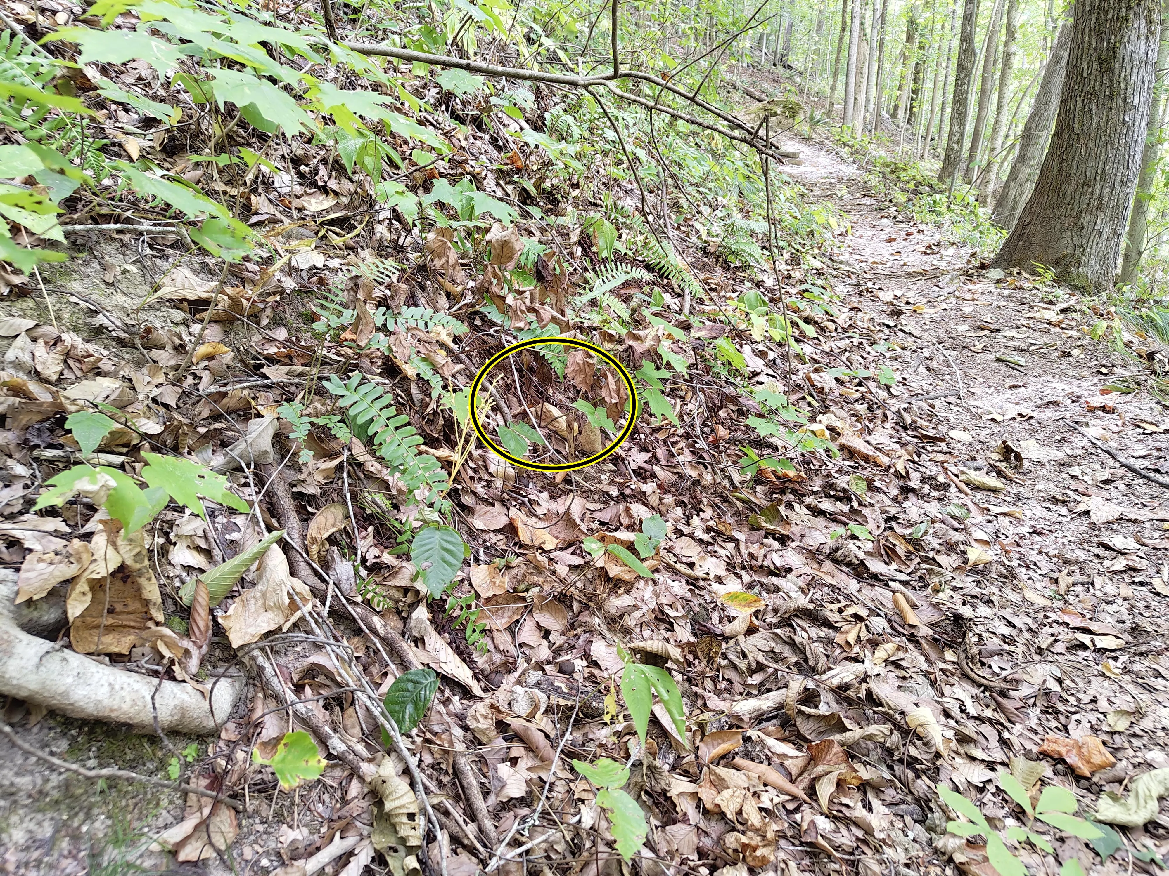 Snake dryed leaves 3