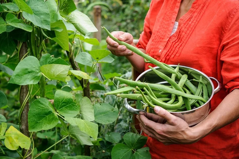 Beans www.gardenersworld