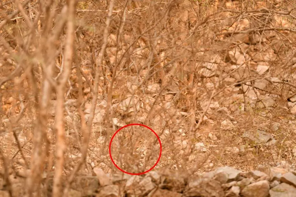 Find Leopard III