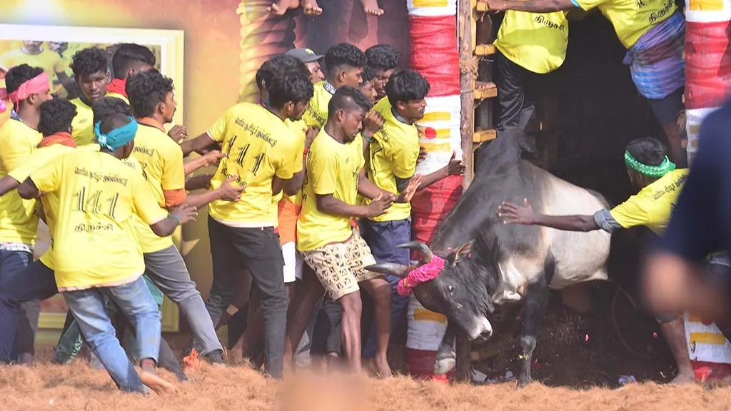 Karupanna Sami Jallikattu