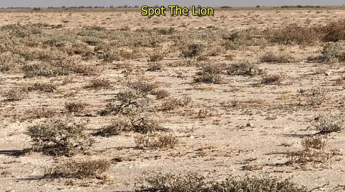 Lion spot 3