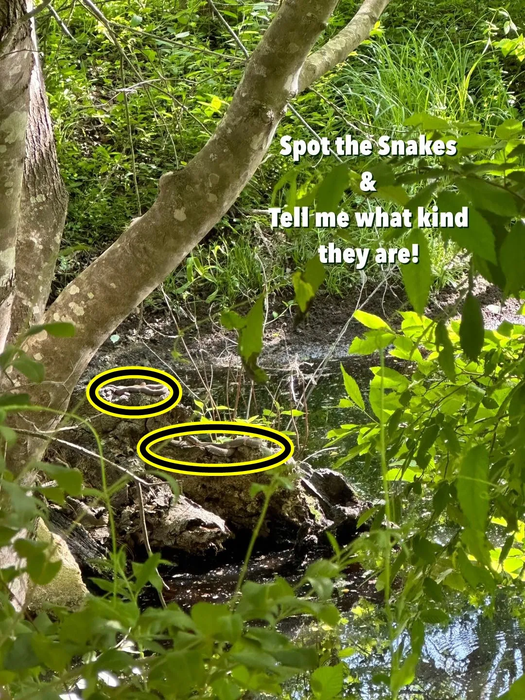 search snake 