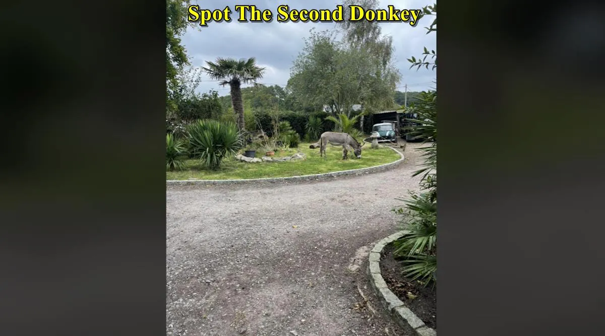 second donkey 