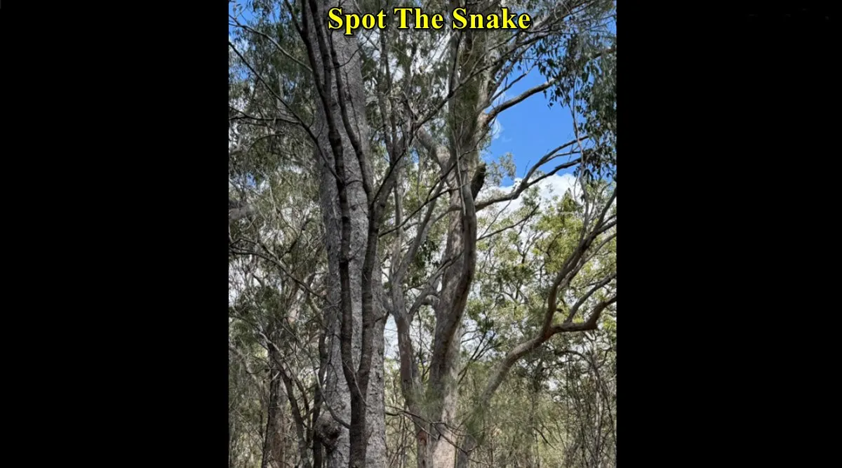 Snake Climbing 3