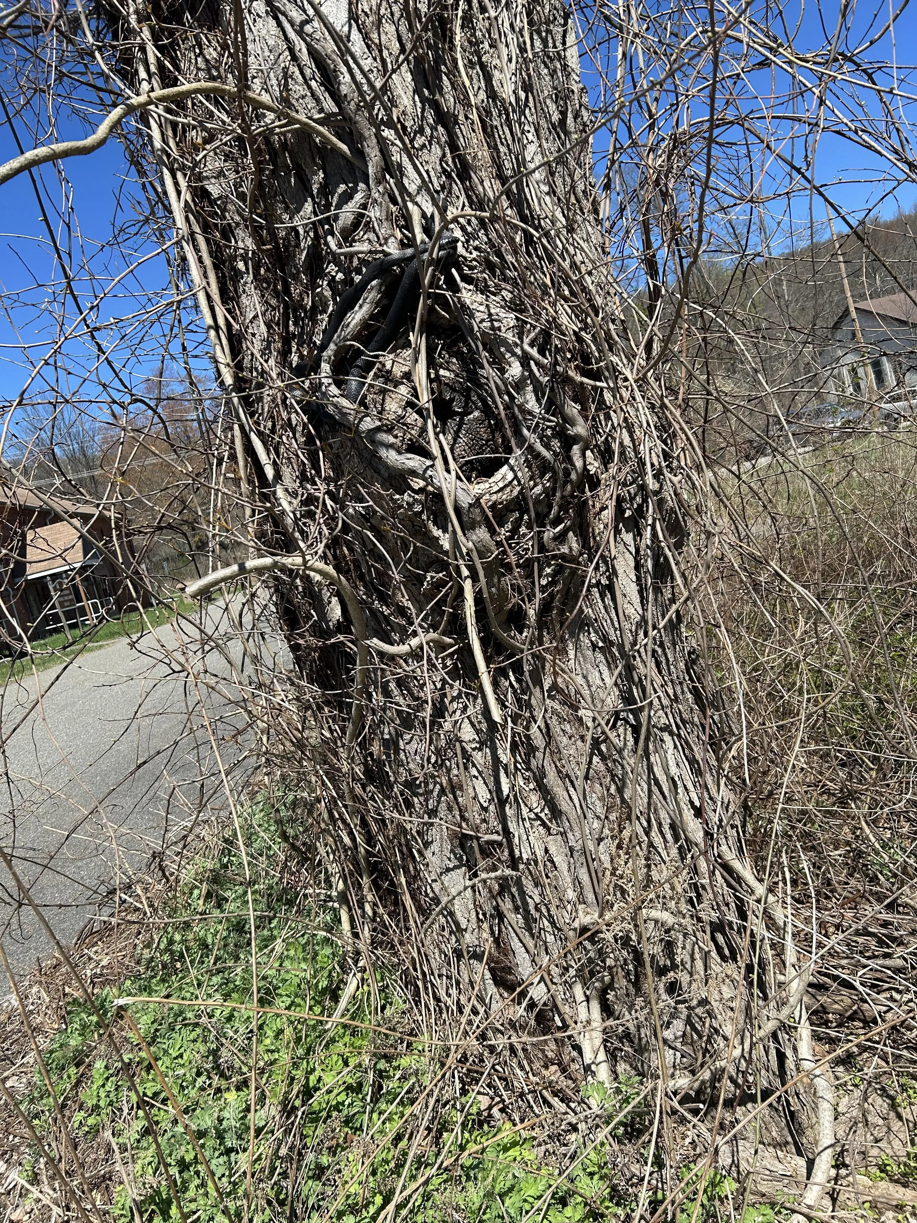 Snake on tree 3