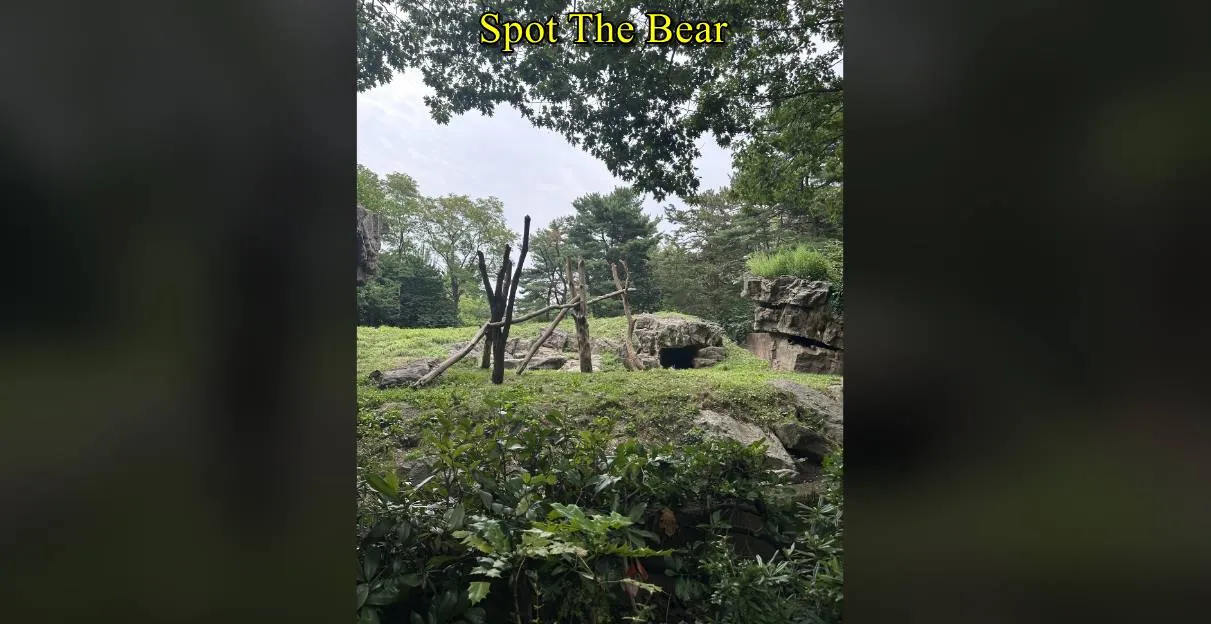 Spot The Bear 3