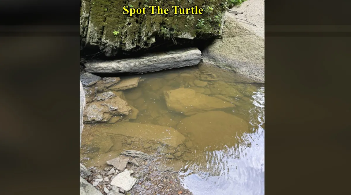 spot turtle 