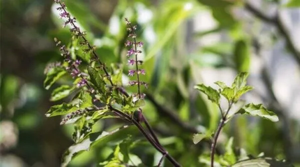 Tulsi