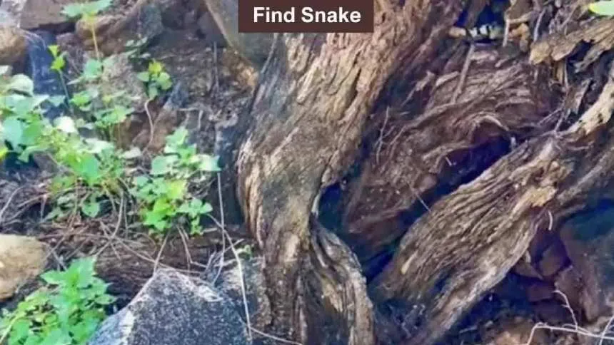find the snake 1