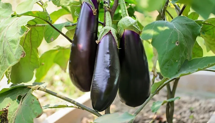 brinjal 