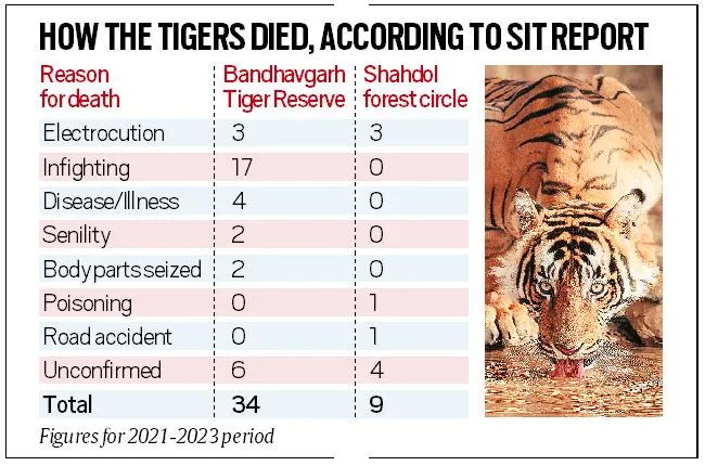 Disinterest by officials, lack of arrests — SIT report on 43 tiger deaths in Madhya Pradesh raises many red flags