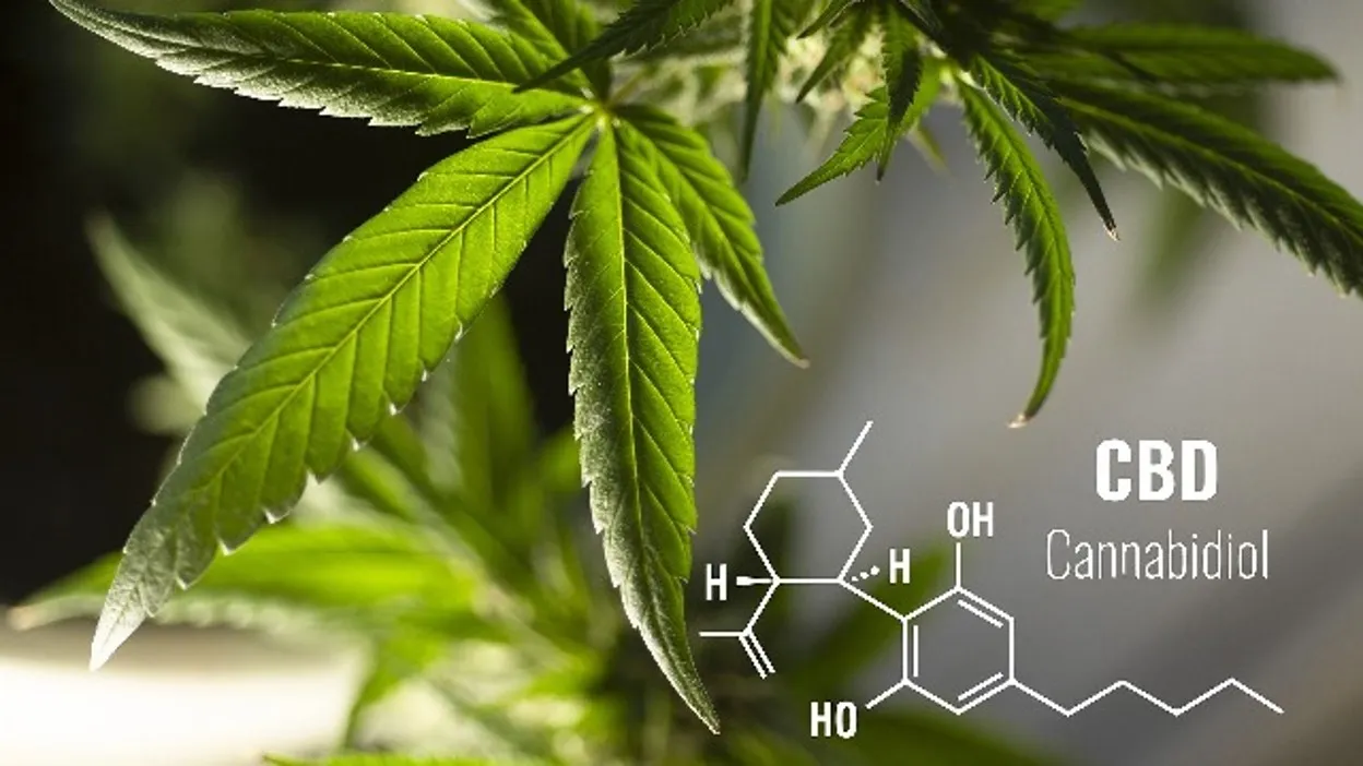 CBD Industry