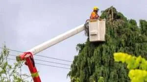 Keep-Your-Trees-Healthy-Learn-How-to-Trim-Properly