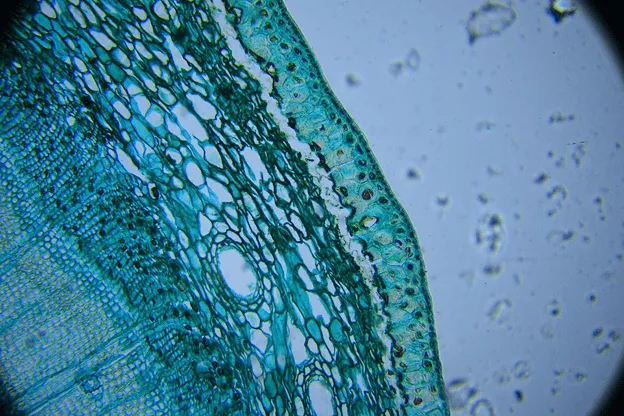 The Future of Synthetic Biology