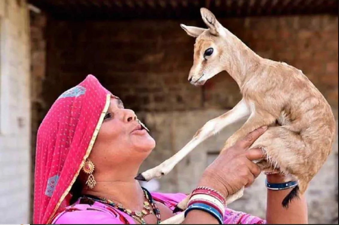 Blackbuck  