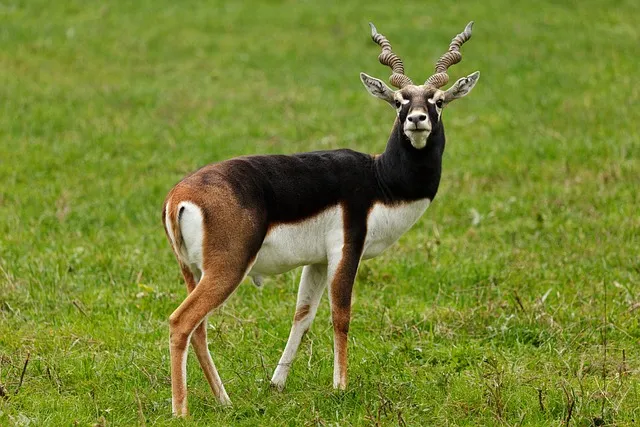 Animal