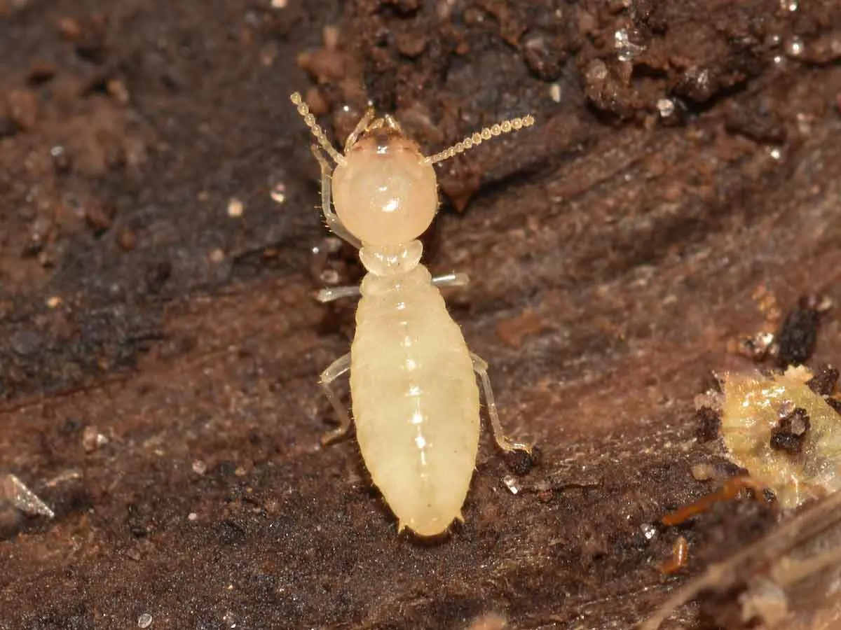termite 1