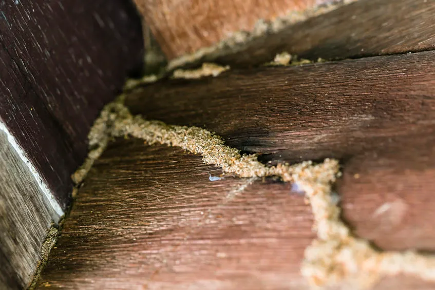 termite