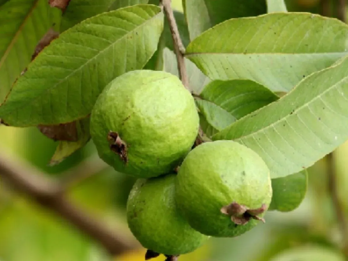 guava 