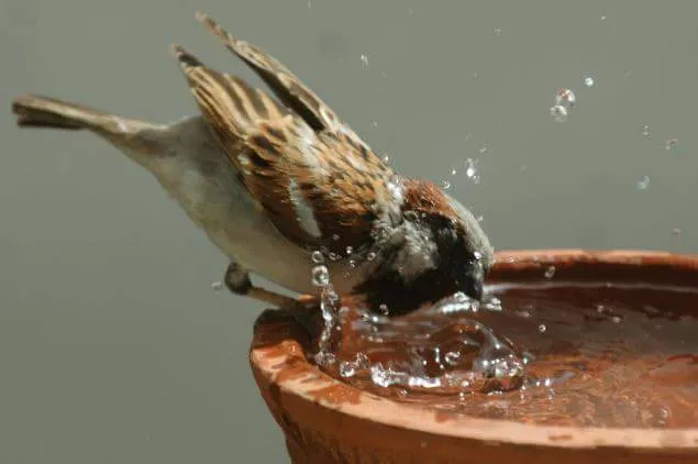 world-sparrow 