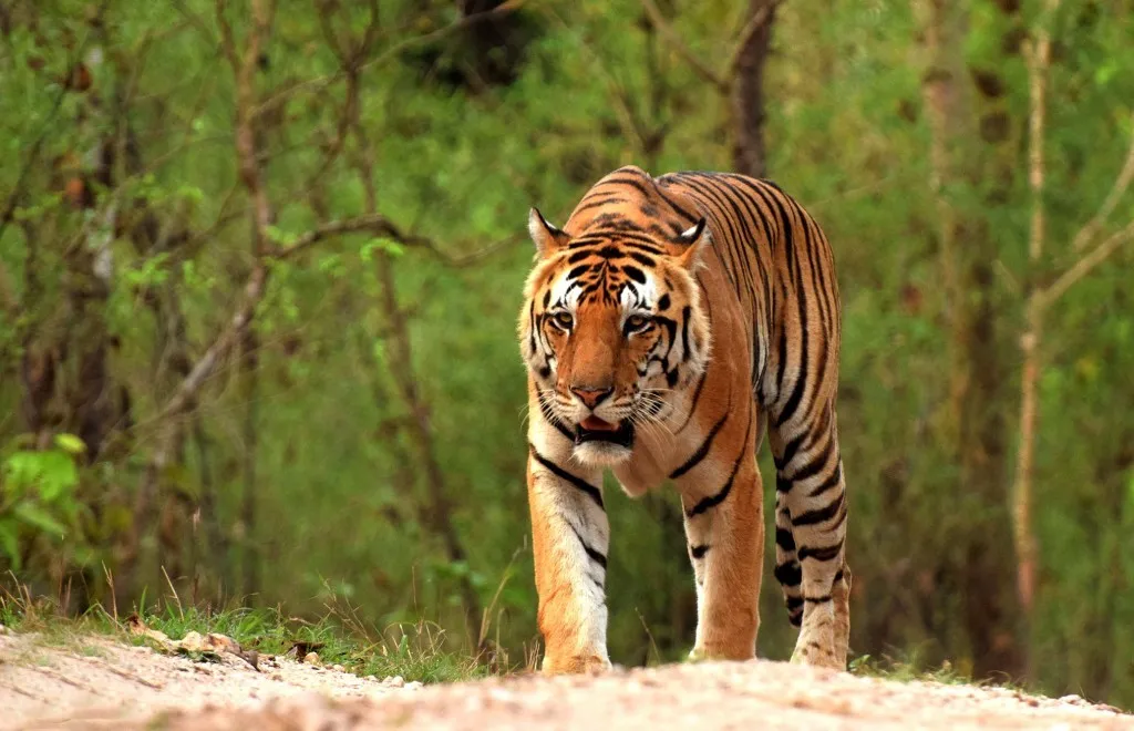 Tiger Joney