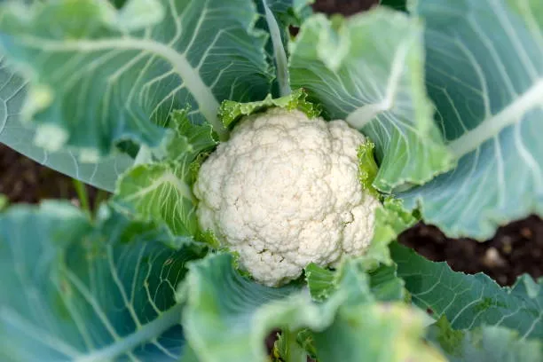 Vegtable
