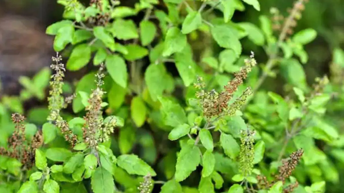 tulsi